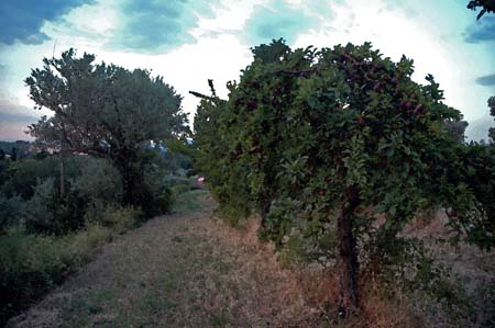 Plum Trees