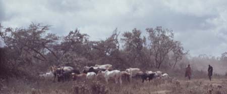 Masai Herdsmen